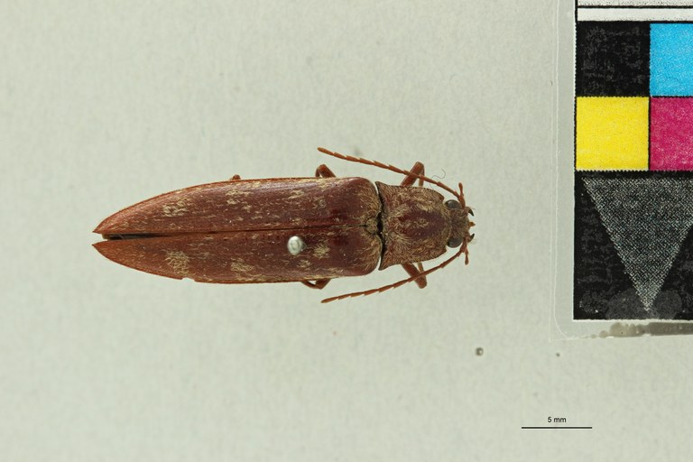 Pectocera malaisiana F Plt D.jpg