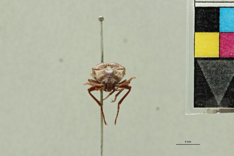 Pectocera malaisiana F Plt F.jpg