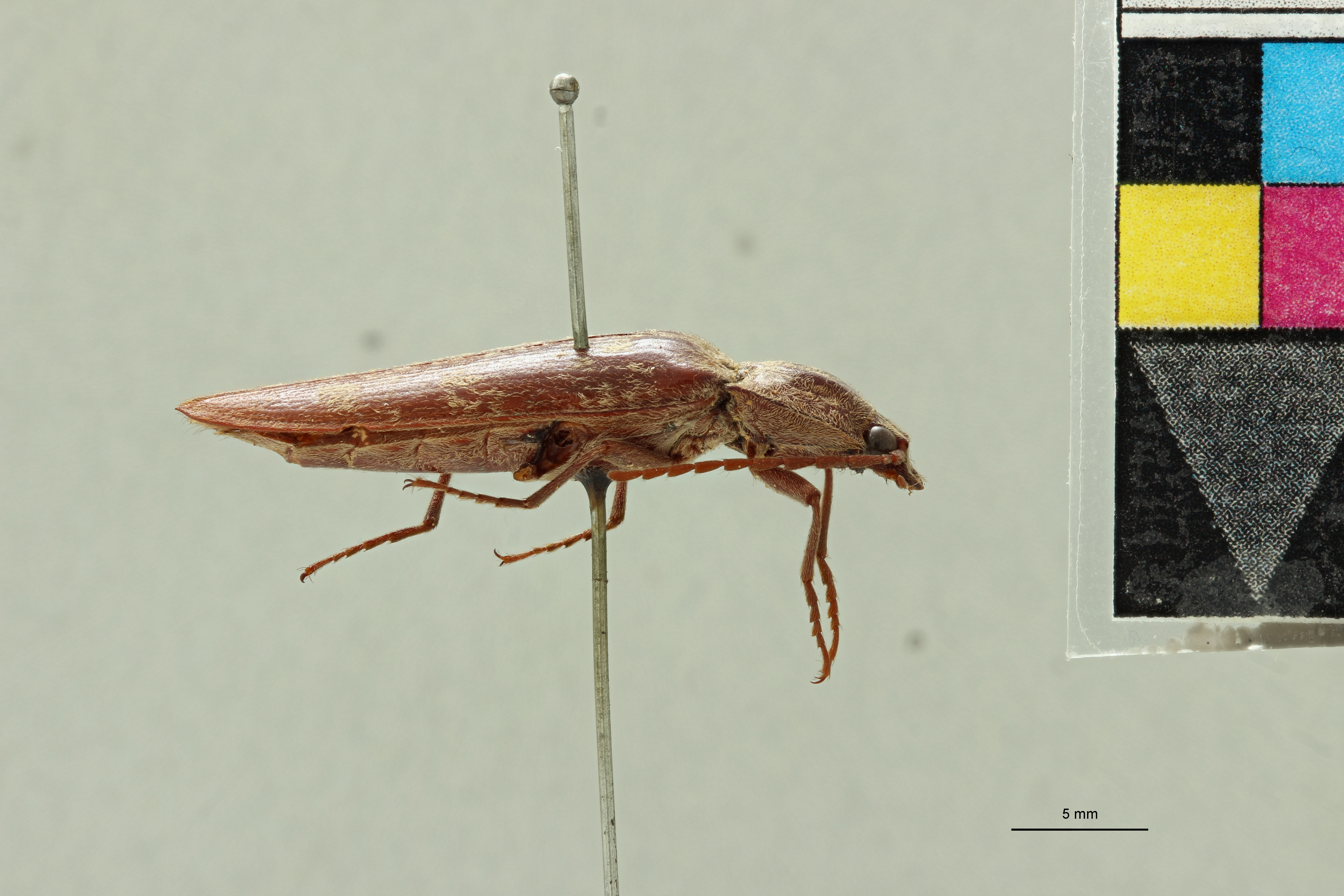 Pectocera malaisiana F Plt L.jpg