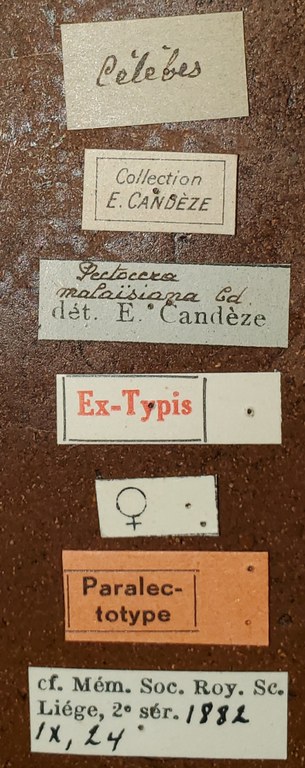 Pectocera malaisiana F Plt Labels.jpg