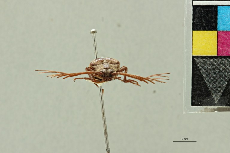 Pectocera malaisiana M Lt F.jpg