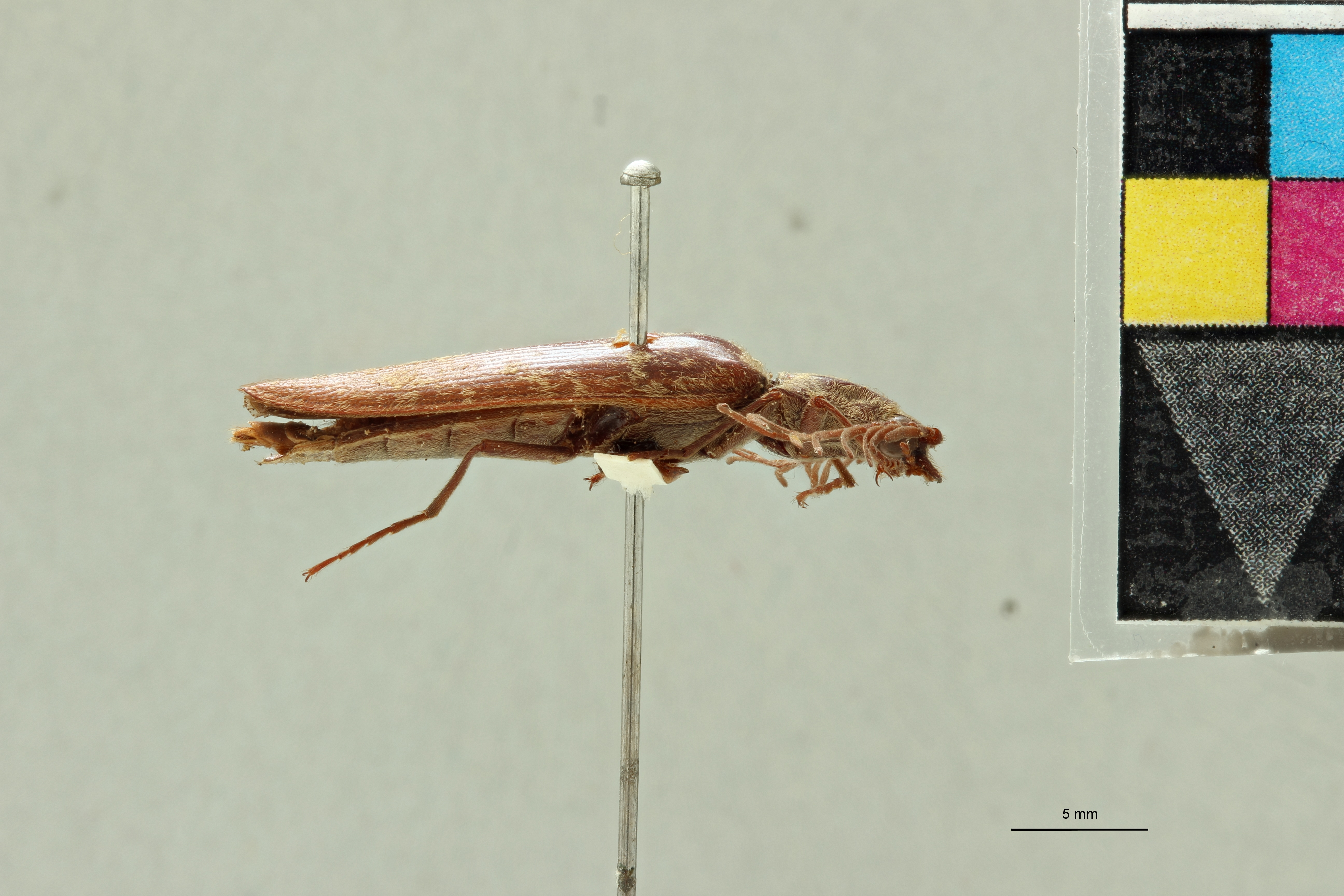 Pectocera malaisiana M Lt L.jpg