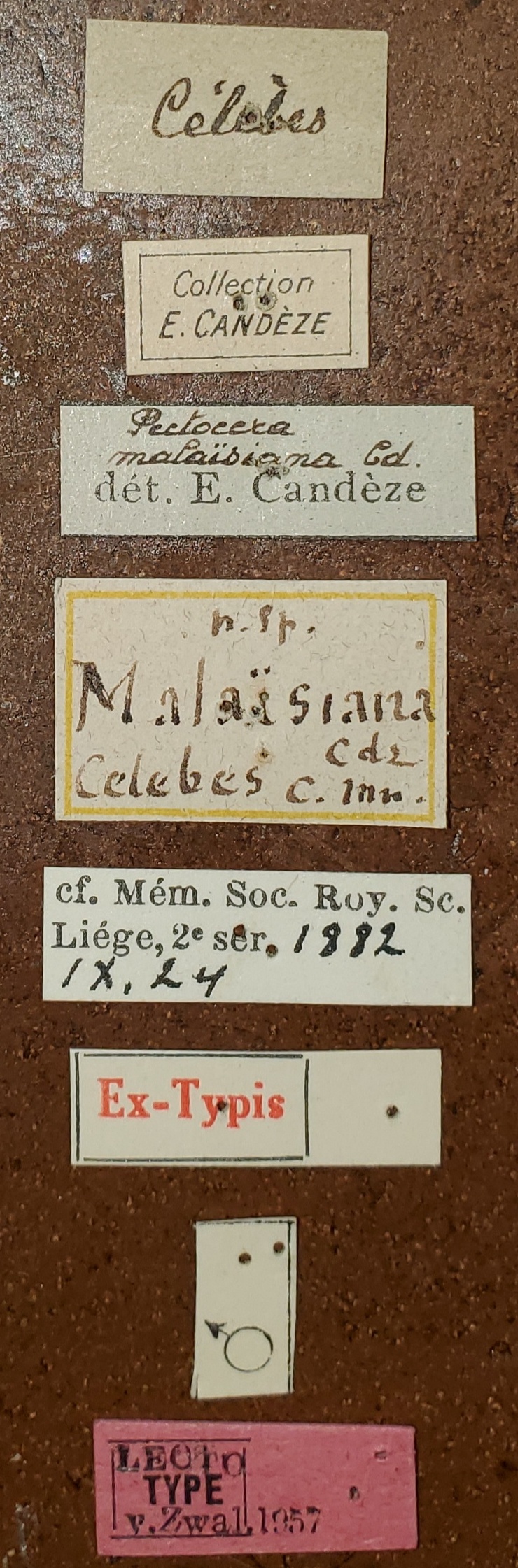 Pectocera malaisiana M Lt Labels.jpg