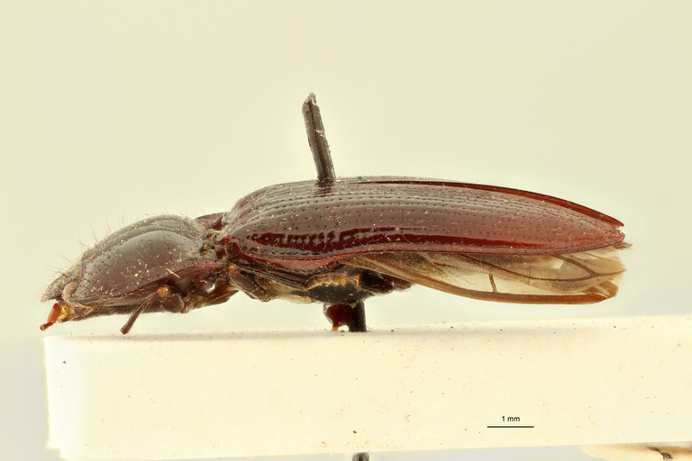 Glypheus piceus Lt L.jpg