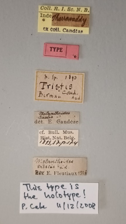 Melanthoides tristis T Labels.jpg