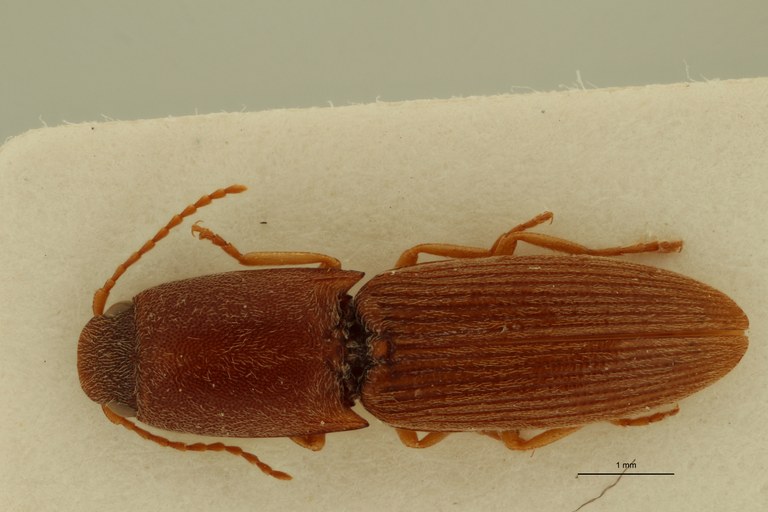 Melanthoides bomaensis T D.jpg