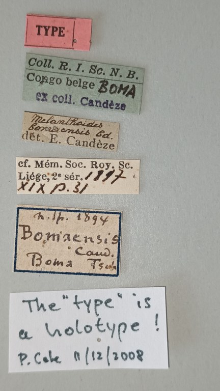 Melanthoides bomaensis T Labels.jpg