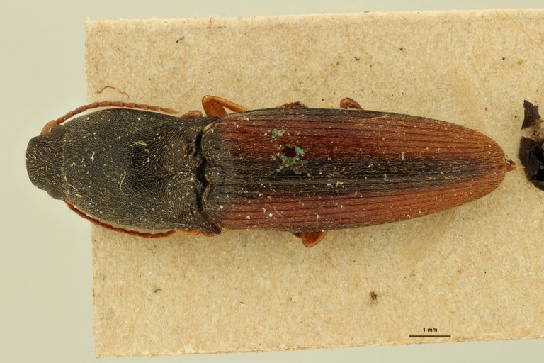 Melanthoides partitus T D.jpg