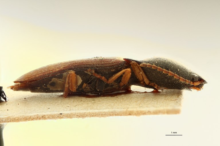 Melanthoides partitus T L.jpg