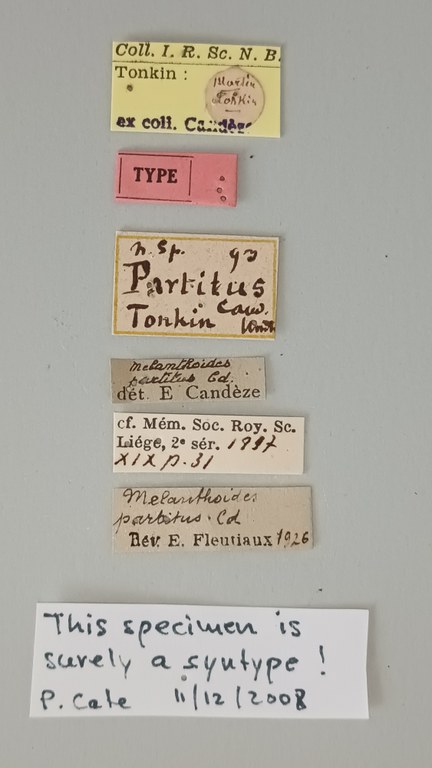 Melanthoides partitus T Labels.jpg