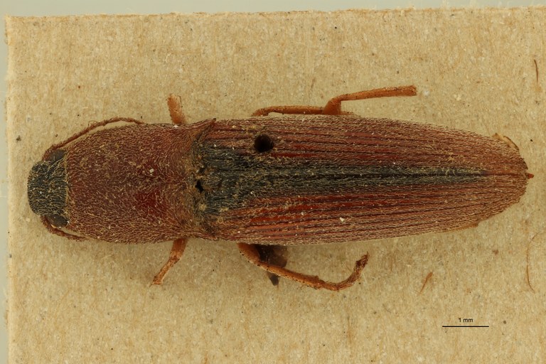 Melanthoides suturalis T D.jpg