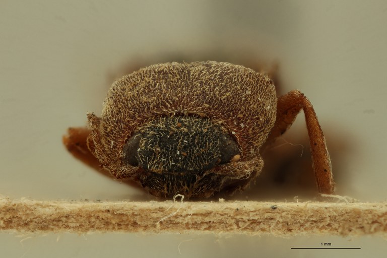 Melanthoides suturalis T F.jpg