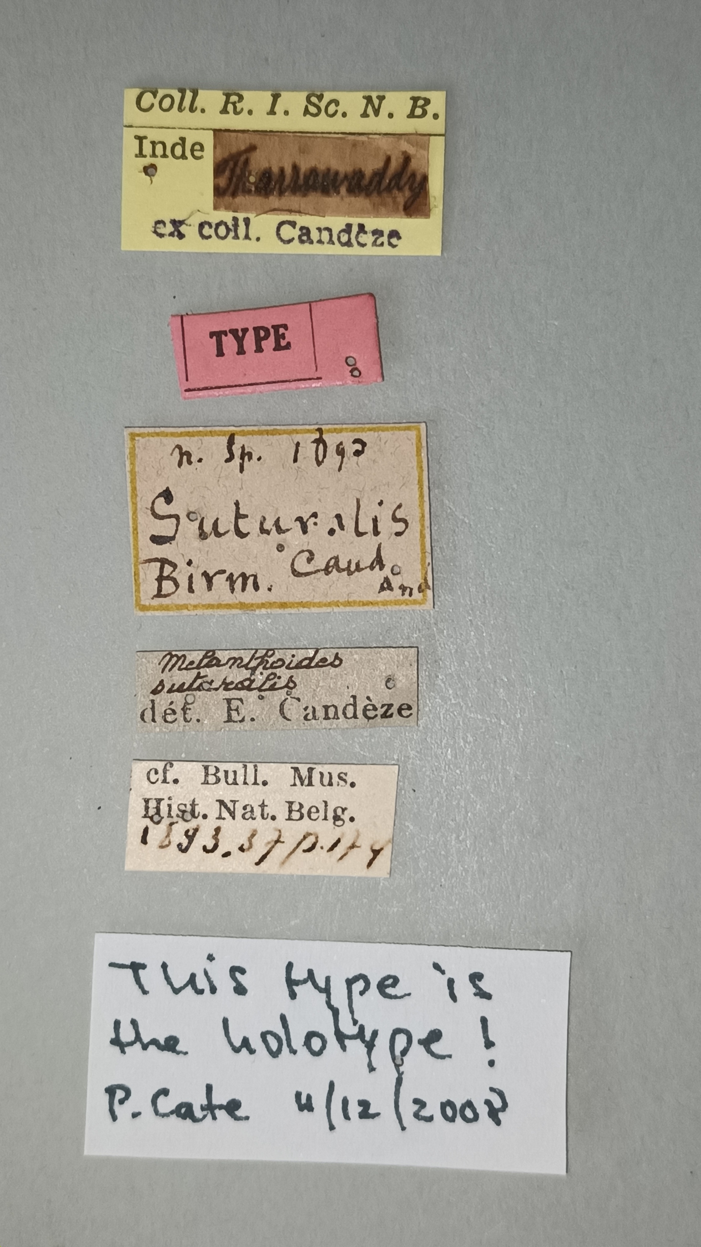 Melanthoides suturalis T Labels.jpg