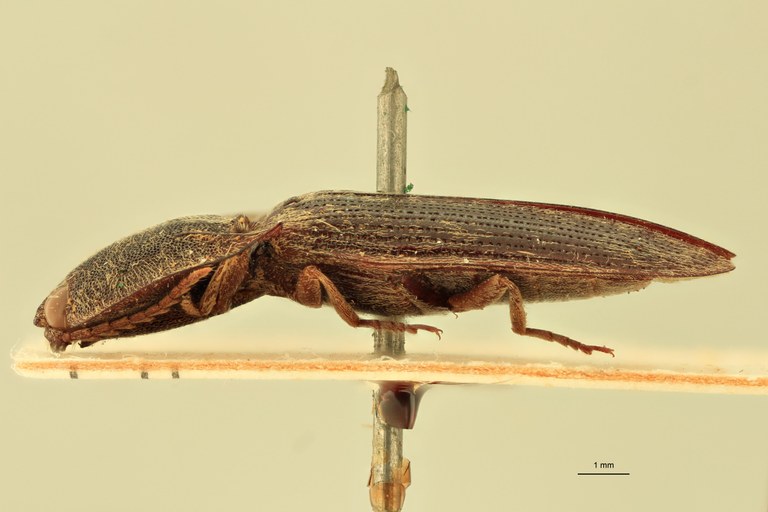 Pachyderes bengalensis T L.jpg