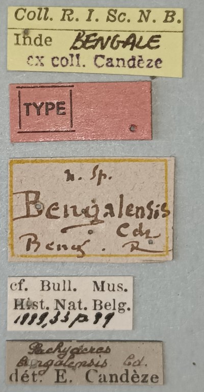 Pachyderes bengalensis T Labels.jpg
