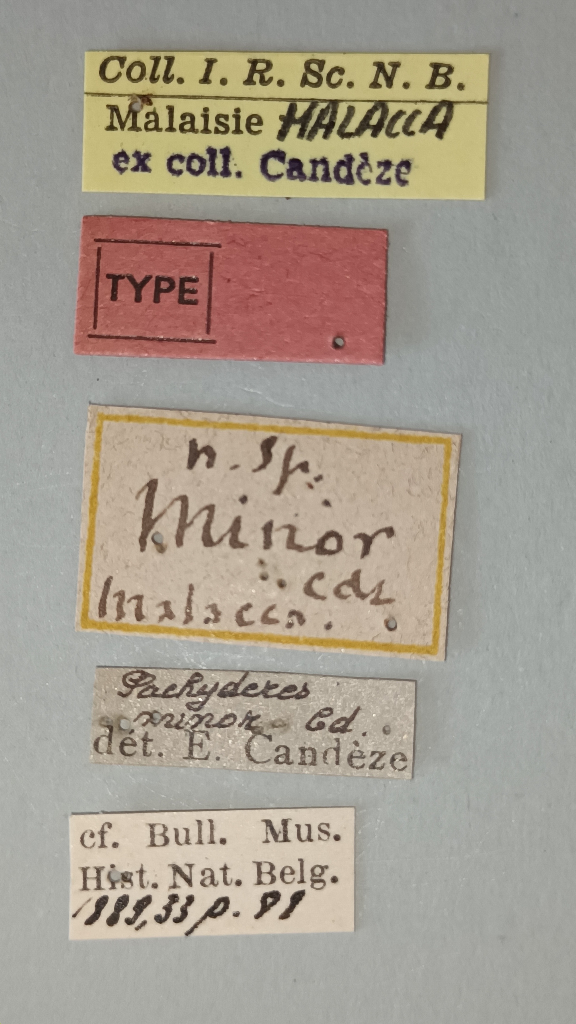 Pachyderes minor T Labels.jpg