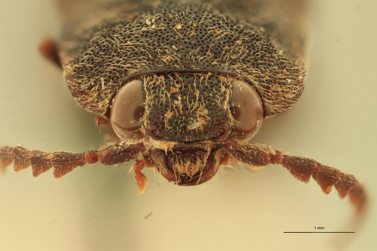 Pachyderes niger T F.jpg