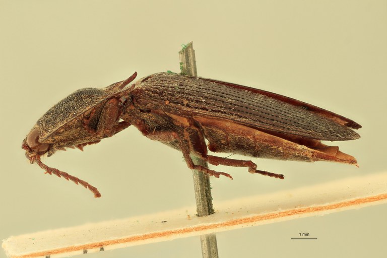 Pachyderes niger T L.jpg