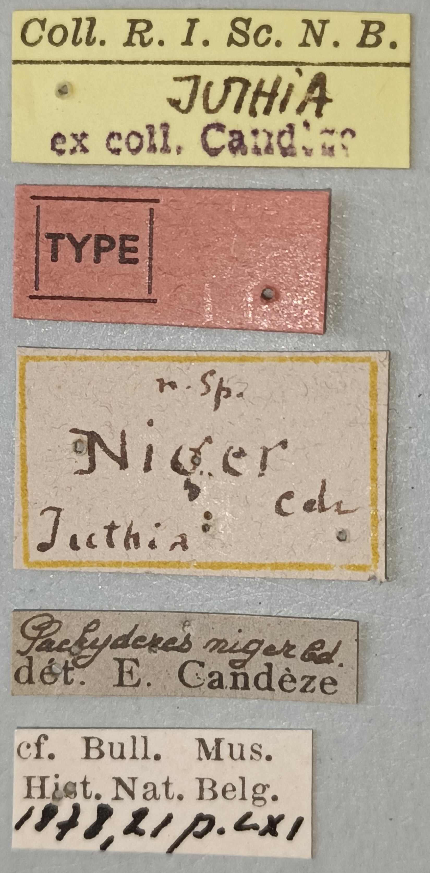 Pachyderes niger T Labels.jpg