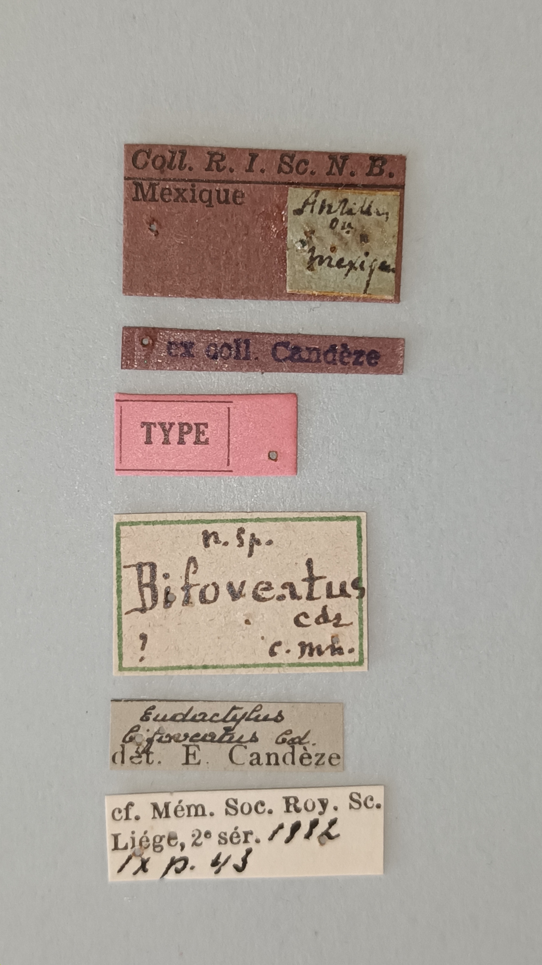 Platycrepidius bifoveatus T Labels.jpg