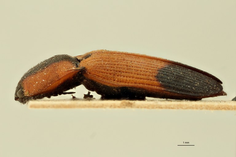 Platycrepidius dimidiatus T L.jpg