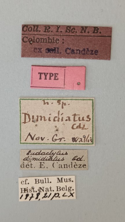 Platycrepidius dimidiatus T Labels.jpg