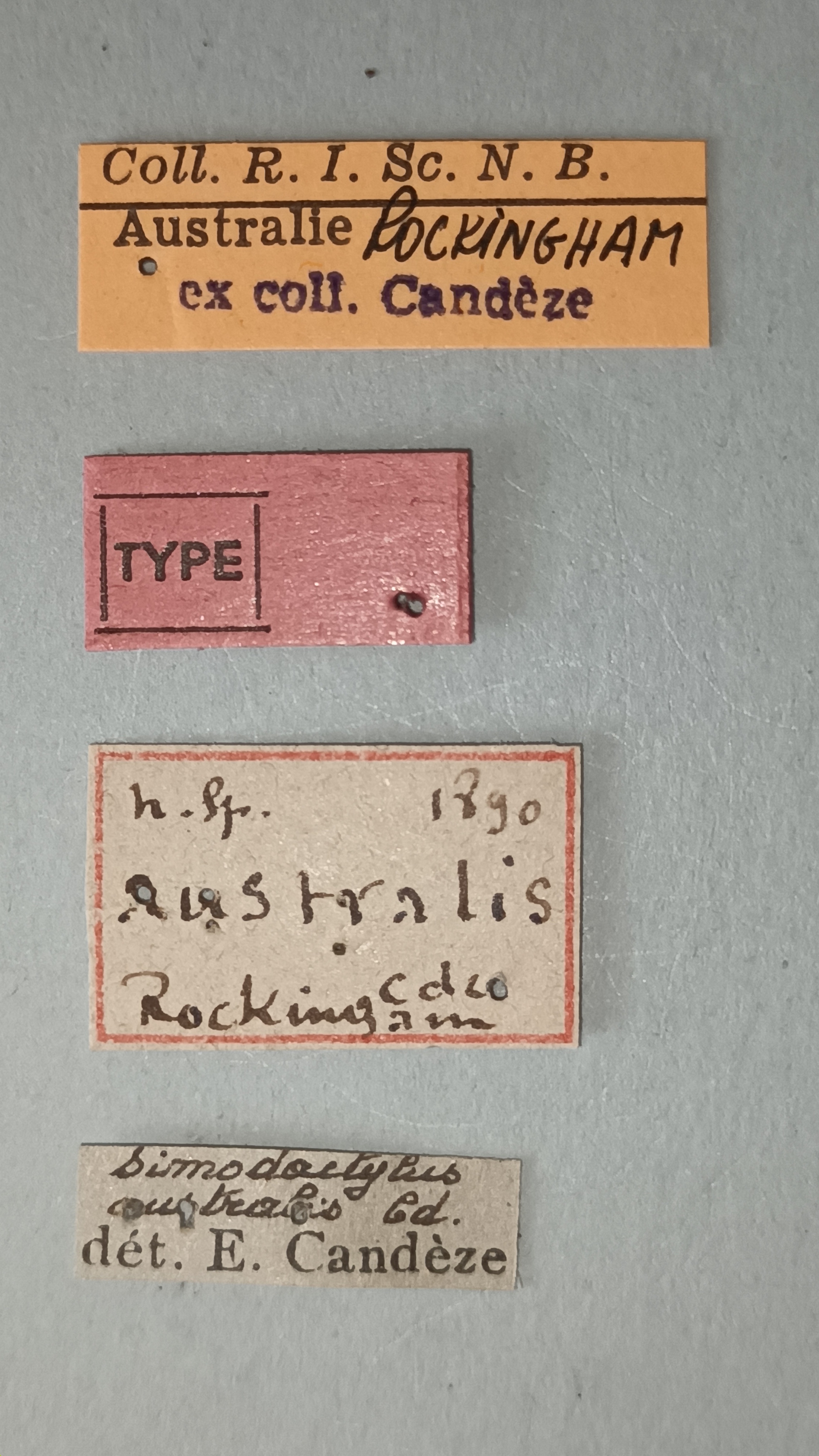 Simodactylus australis T Labels.jpg