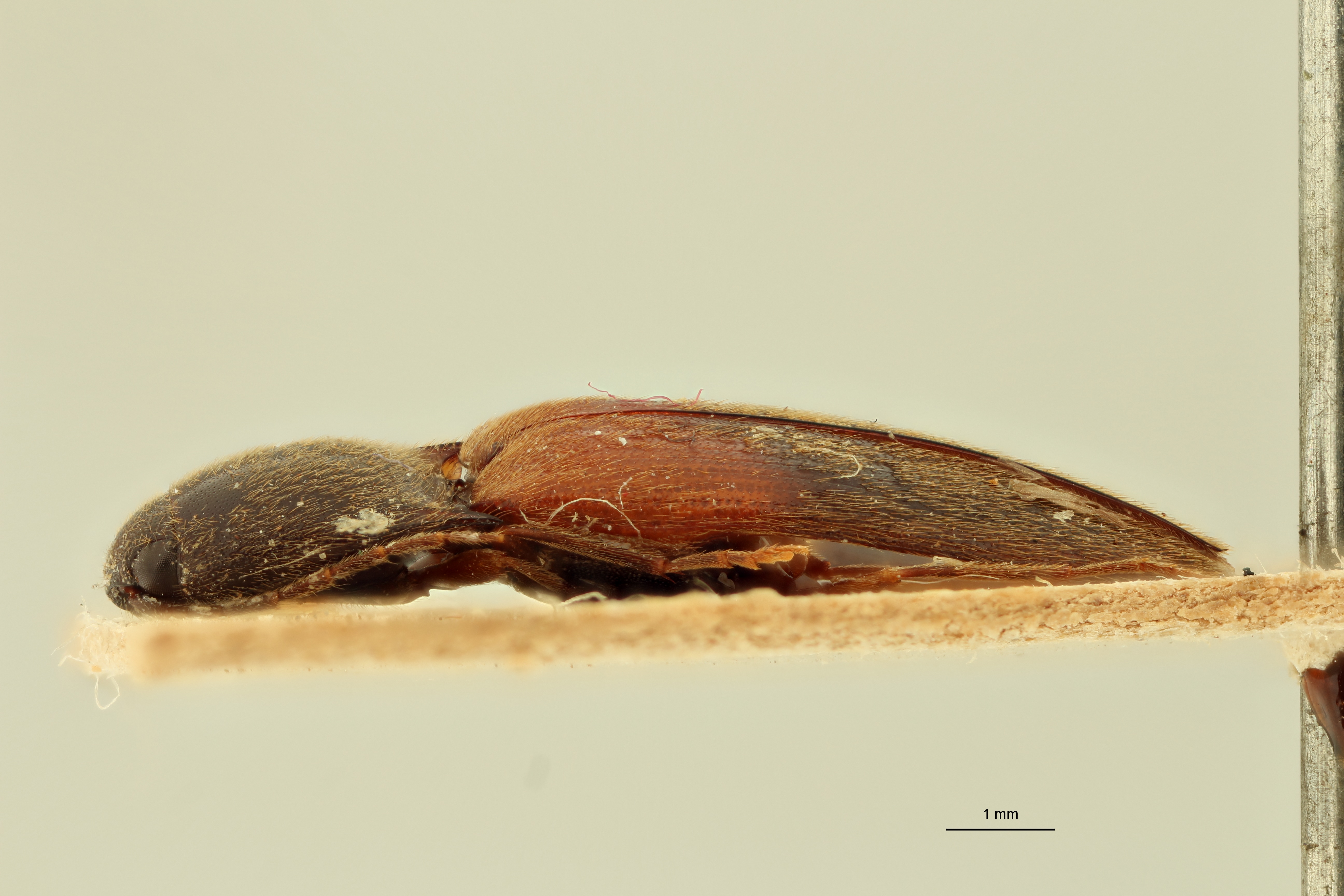 Simodactylus diploconus T L.jpg