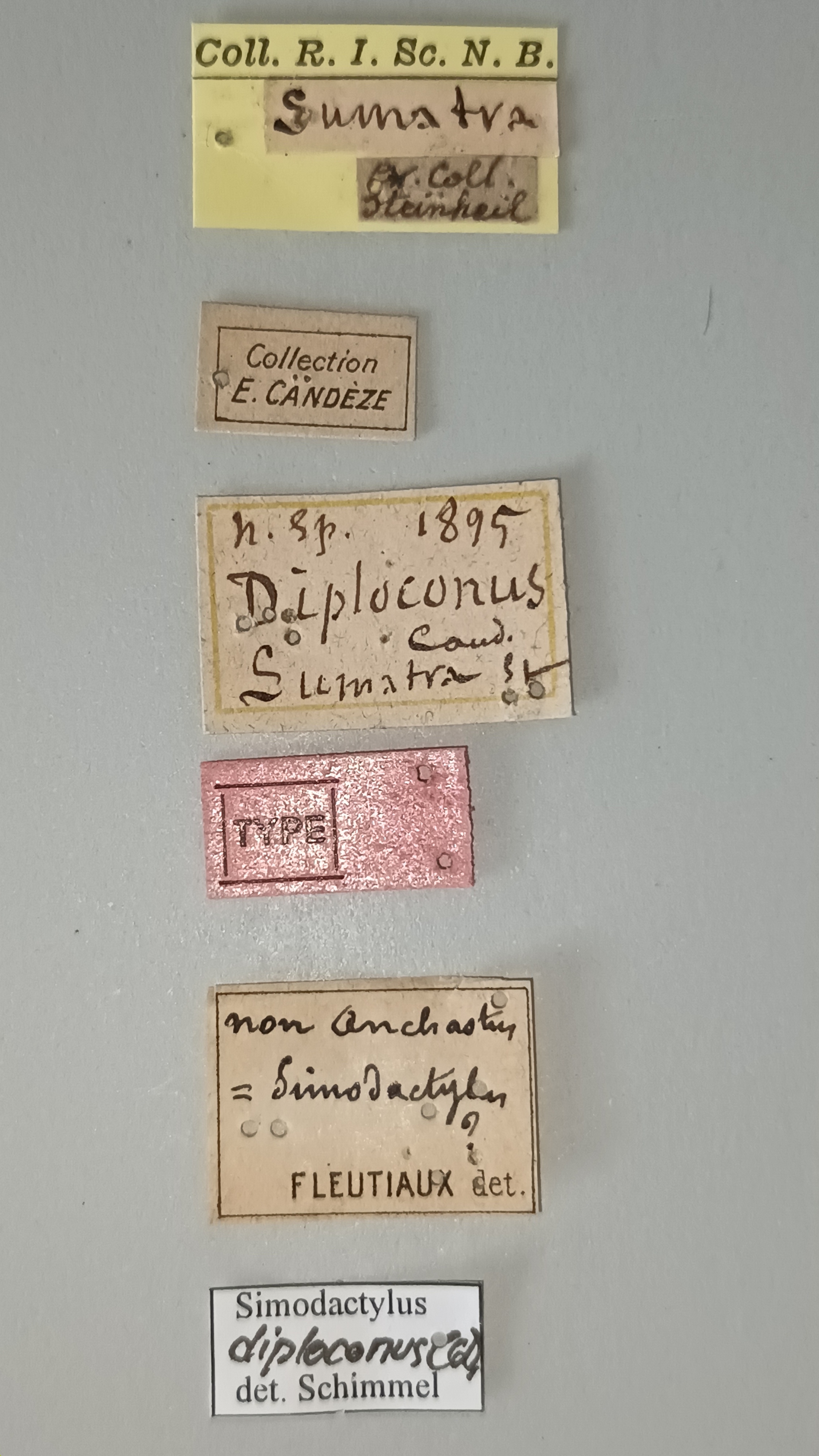 Simodactylus diploconus T Labels.jpg