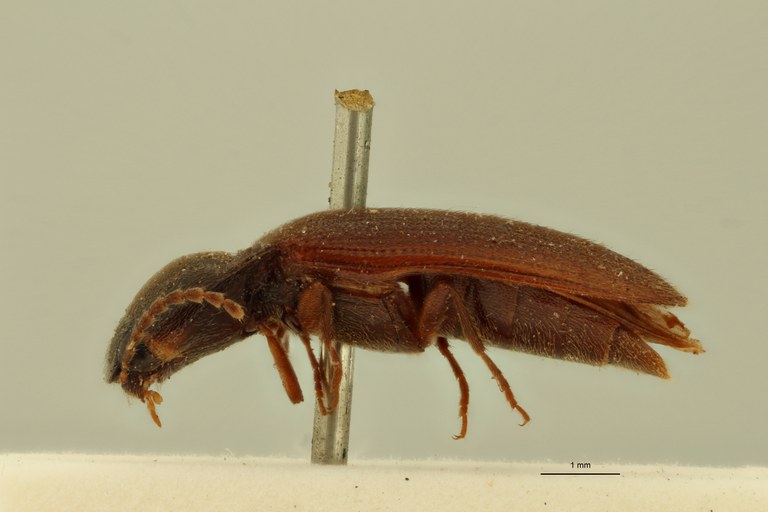 Simodactylus madidus Lt L.jpg