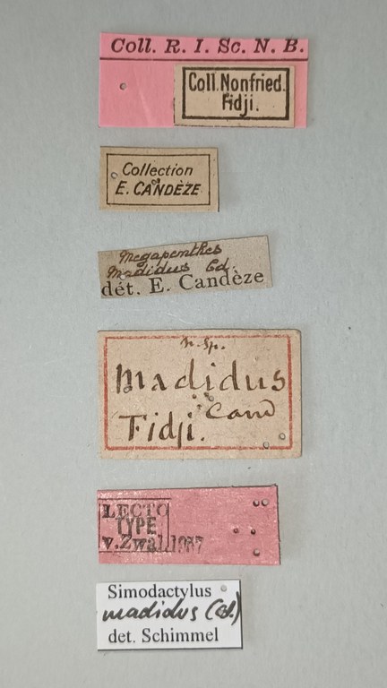 Simodactylus madidus Lt Labels.jpg