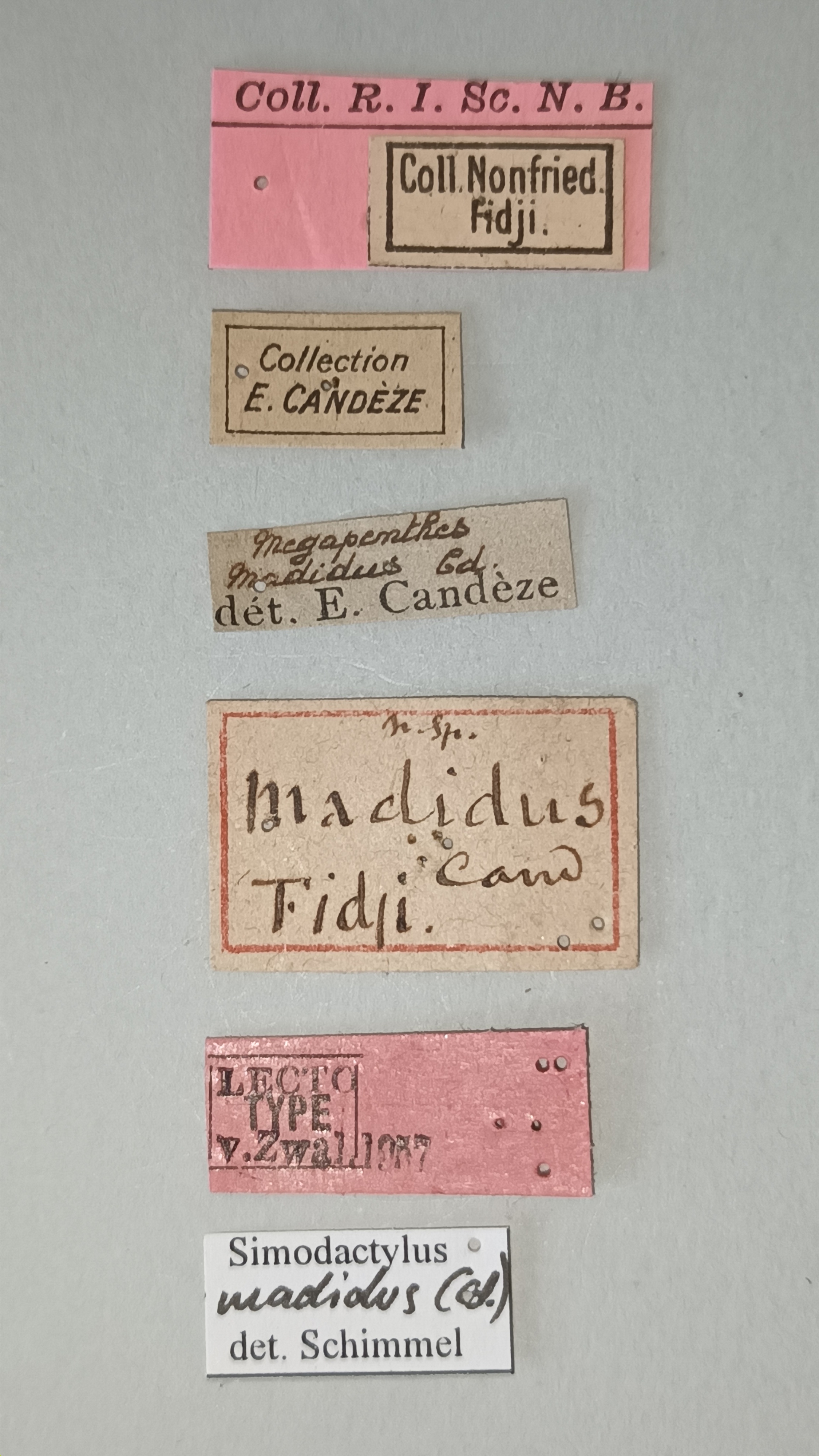 Simodactylus madidus Lt Labels.jpg