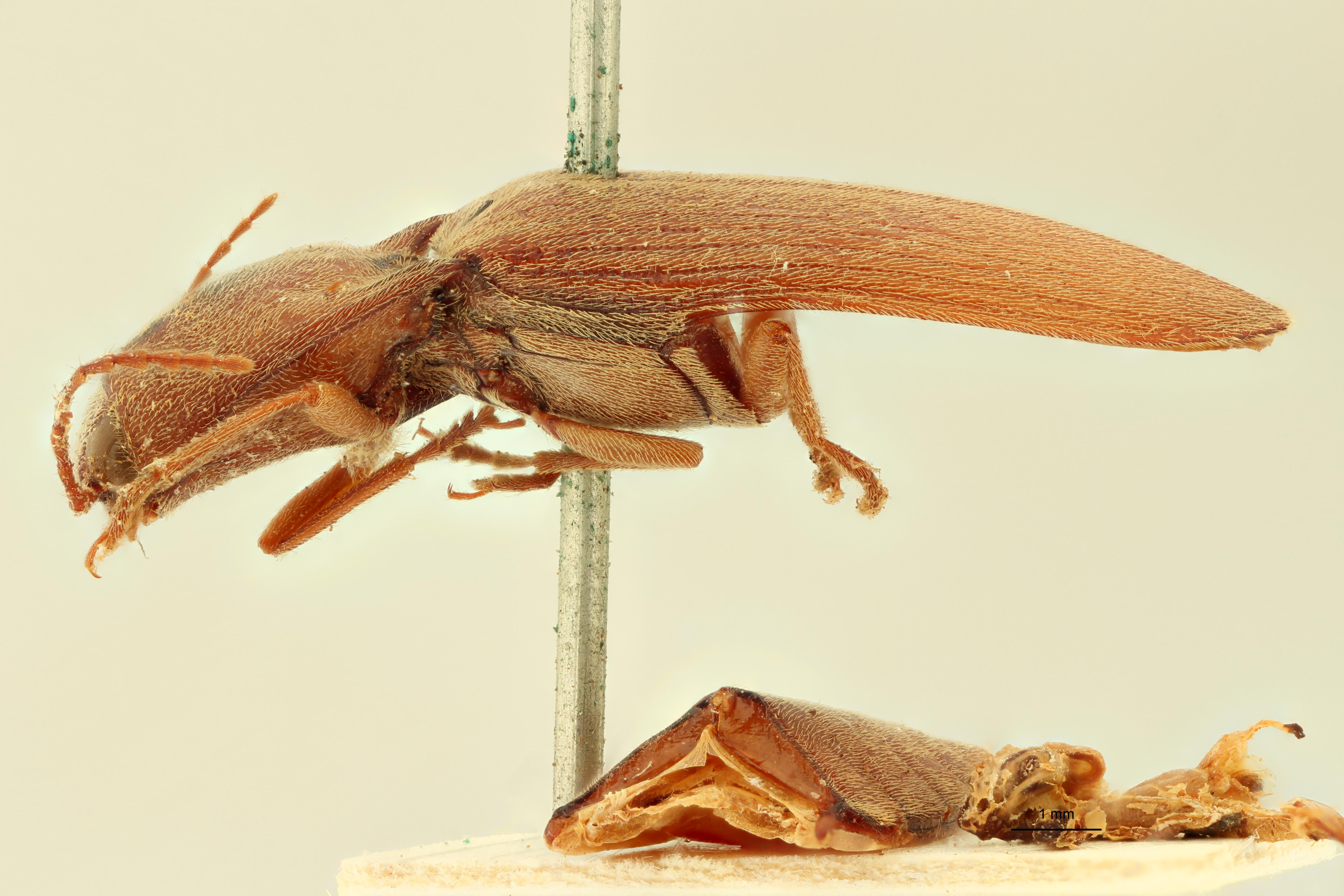 Simodactylus schrammi M Ht L.jpg