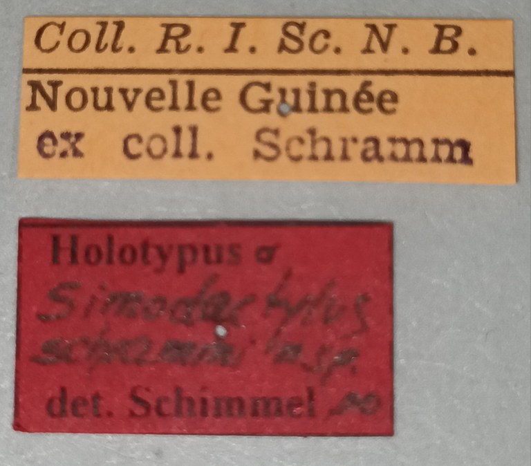 Simodactylus schrammi M Ht Labels.jpg