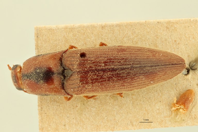 Simodactylus tasmani Lt D.jpg