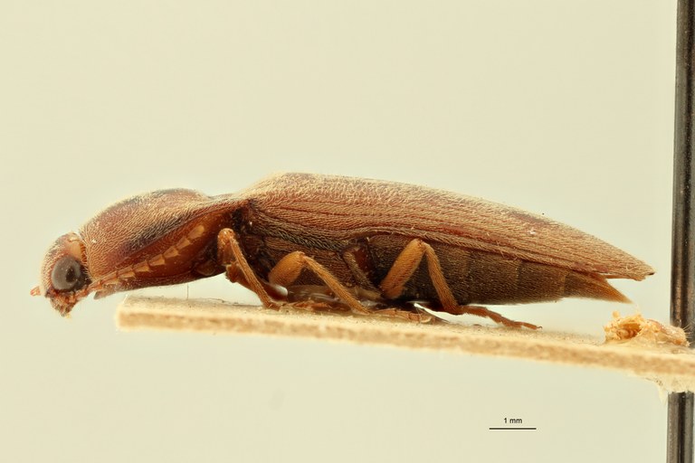 Simodactylus tasmani Lt L.jpg