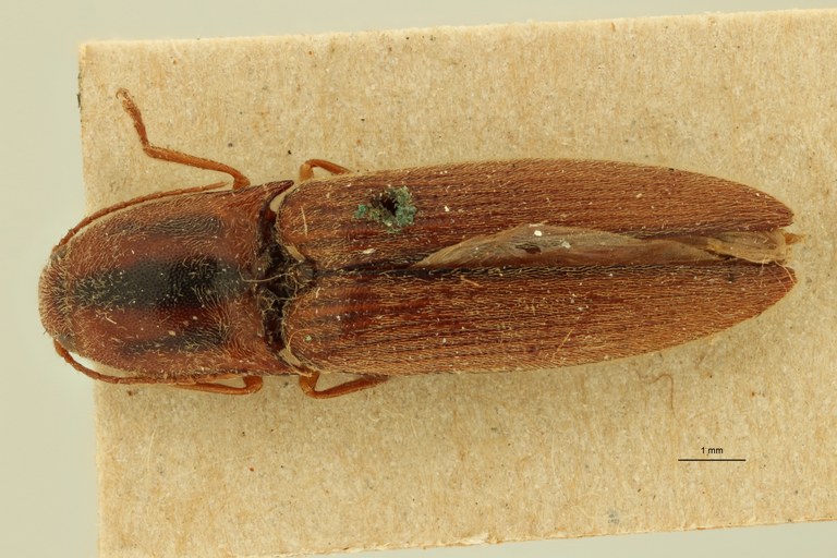 Simodactylus tertius F Lt D.jpg