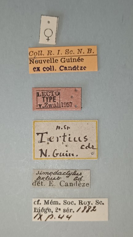 Simodactylus tertius Lt Labels.jpg