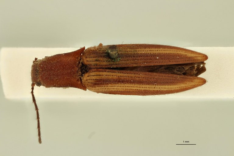 Parasaphes elegans T D.jpg