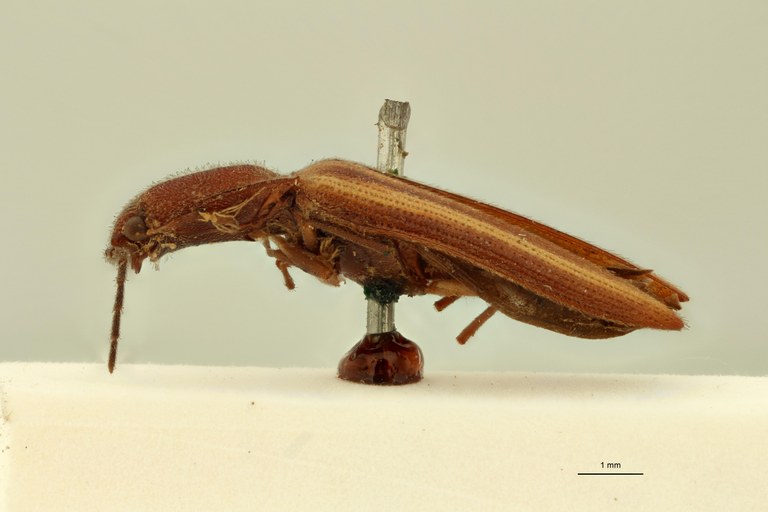 Parasaphes elegans T L.jpg