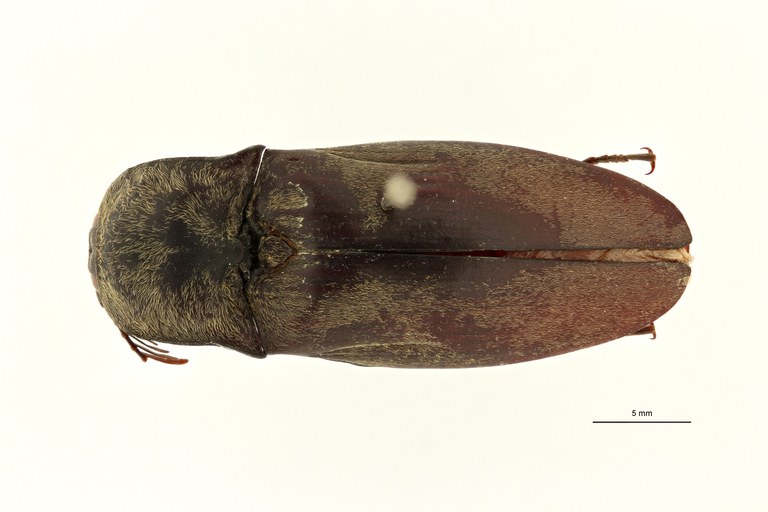 Tetralobus auricomus var. crassicollis t D ZS PMax Scaled.jpeg