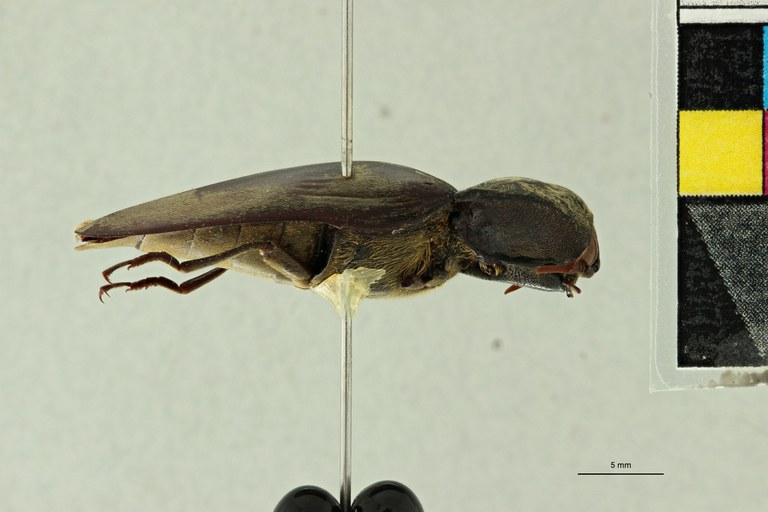 Tetralobus auricomus var. crassicollis t L ZS PMax Scaled.jpeg