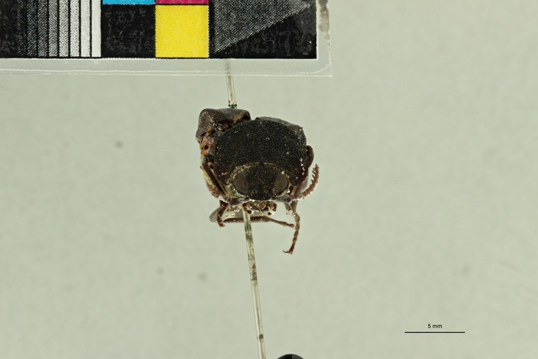 Tetralobus capucinus t F ZS PMax Scaled.jpeg