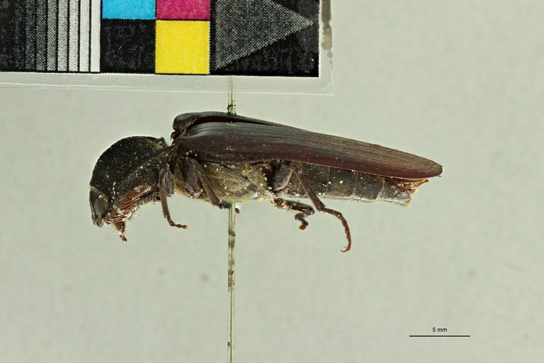 Tetralobus capucinus t L ZS PMax Scaled.jpeg