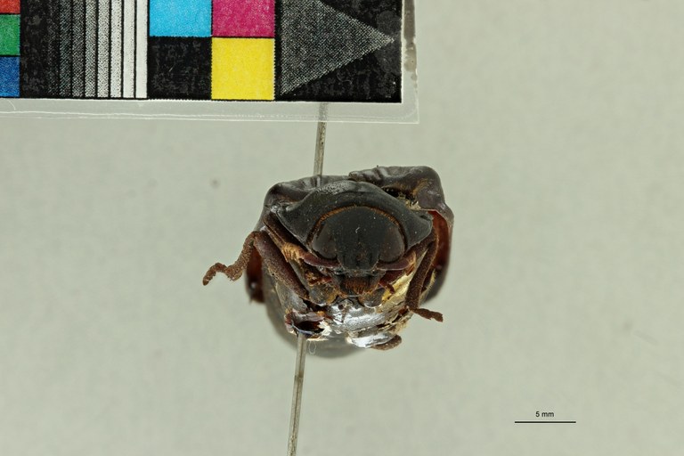Tetralobus corrosus pt F ZS PMax Scaled.jpeg Tetralobus corrosus pt F ZS PMax Scaled.jpeg