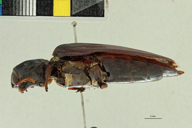 Tetralobus corrosus pt L ZS PMax Scaled.jpeg Tetralobus corrosus pt L ZS PMax Scaled.jpeg
