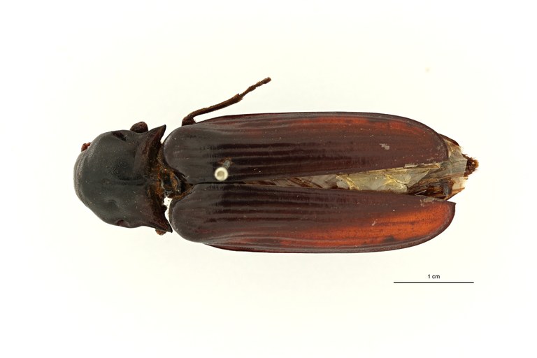 Tetralobus corrosus pt D ZS PMax Scaled.jpeg Tetralobus corrosus pt D ZS PMax Scaled.jpeg