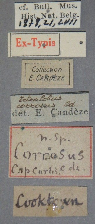 Tetralobus corrosus pt Lb.jpg Tetralobus corrosus pt Lb.jpg