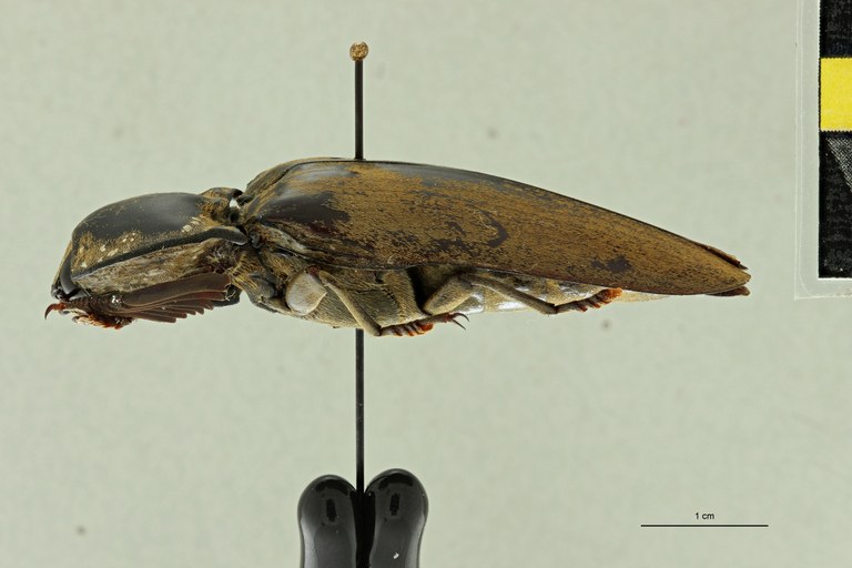 Tetralobus curticollis at L ZS PMax Scaled.jpeg