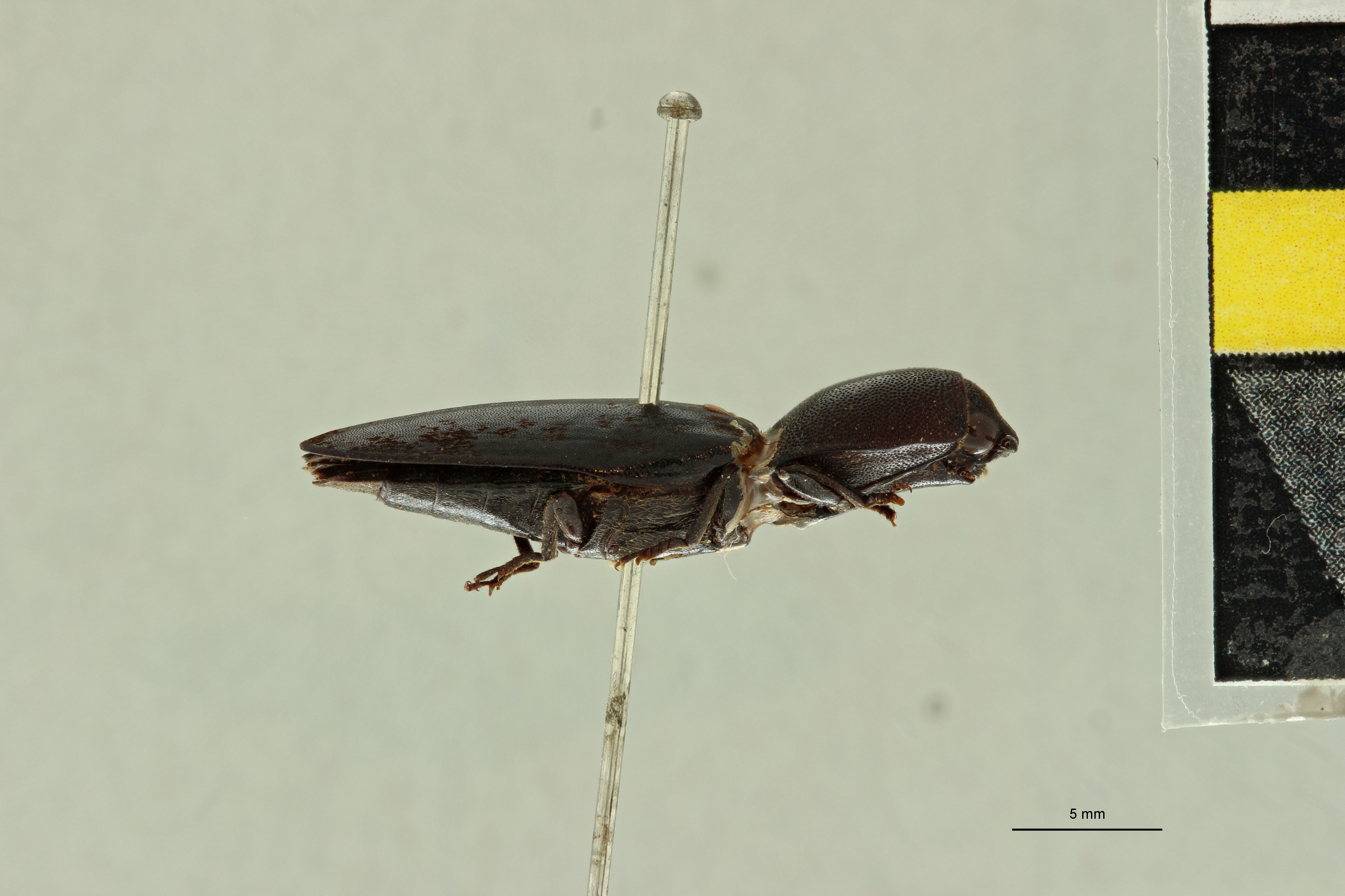 Tetralobus dohrni at L ZS PMax Scaled.jpeg